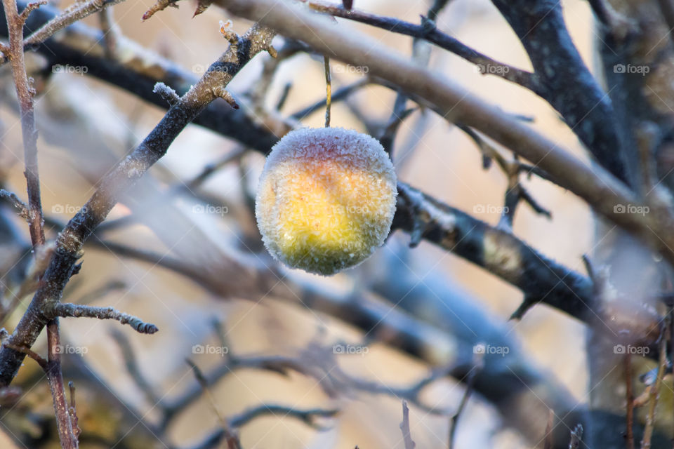 Apple covered with frost, frozen frosty fruit tree , äpple frost äppelträd 