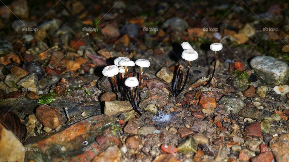 Tiny white mushrooms pushing out from the forest floor