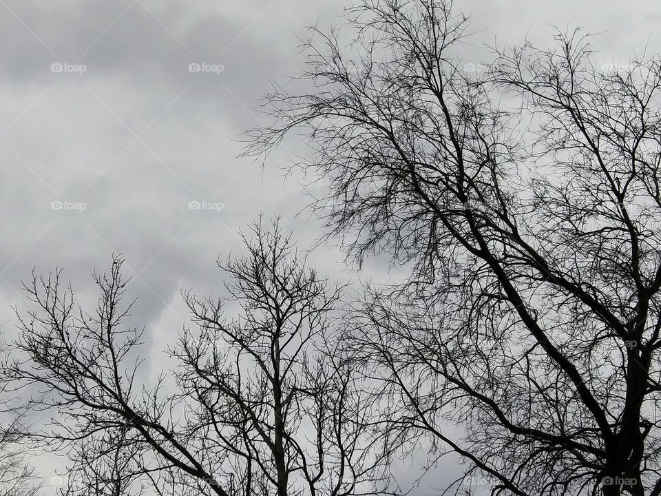 trees and winter sky