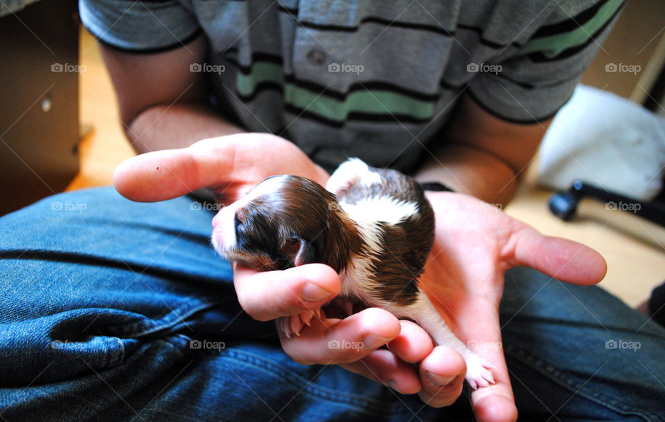 Newborn puppy. Young puppy, just a couple of hours old. Being held by young man.