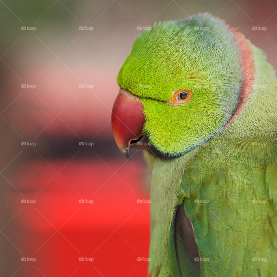 Parakeet 