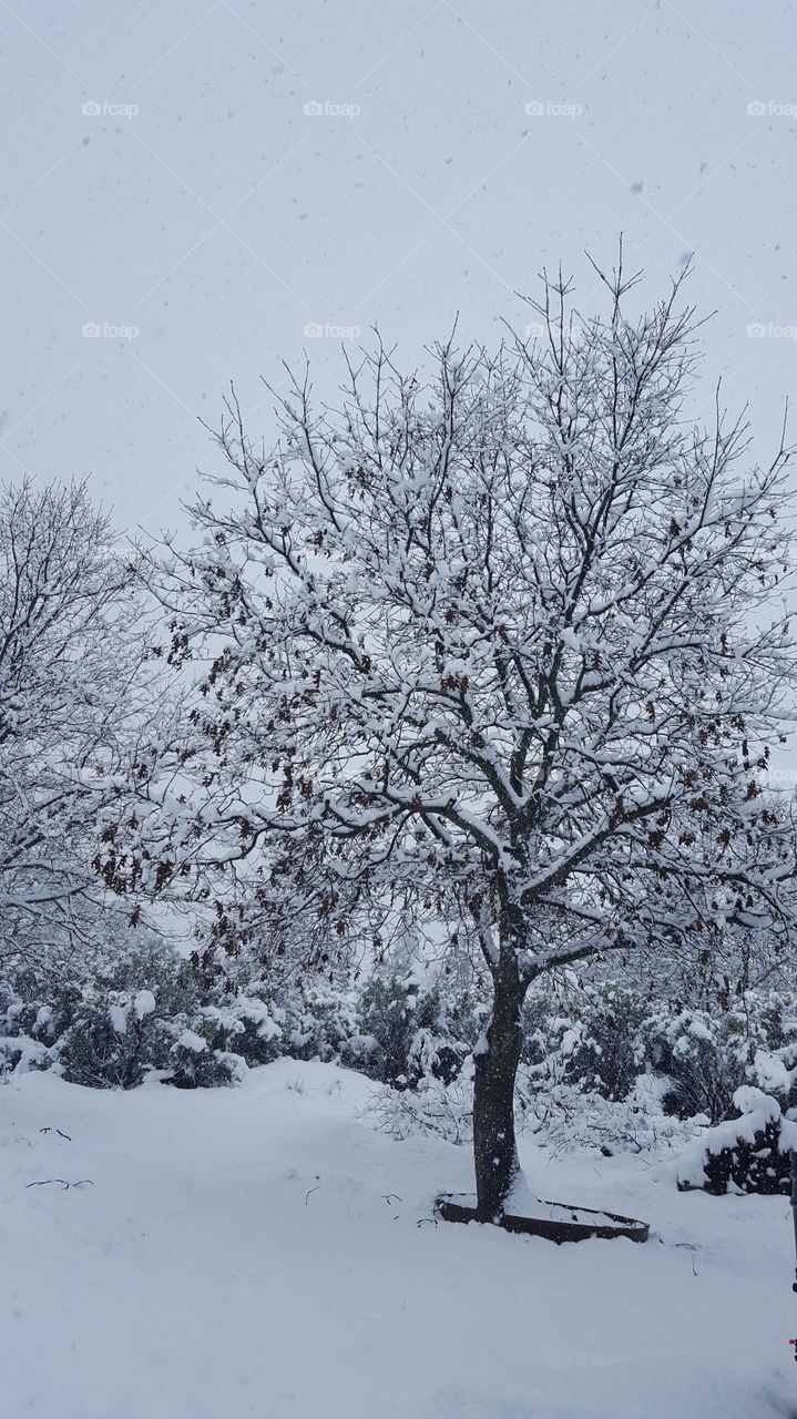 Acorn tree in winter