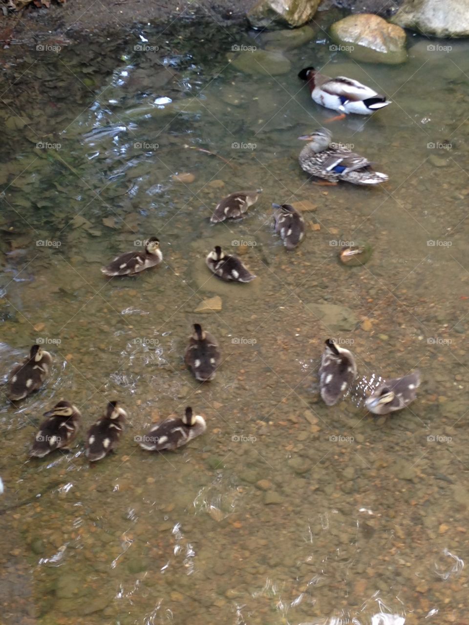 Mama duck and baby ducklings. Baby ducklings with mama duck