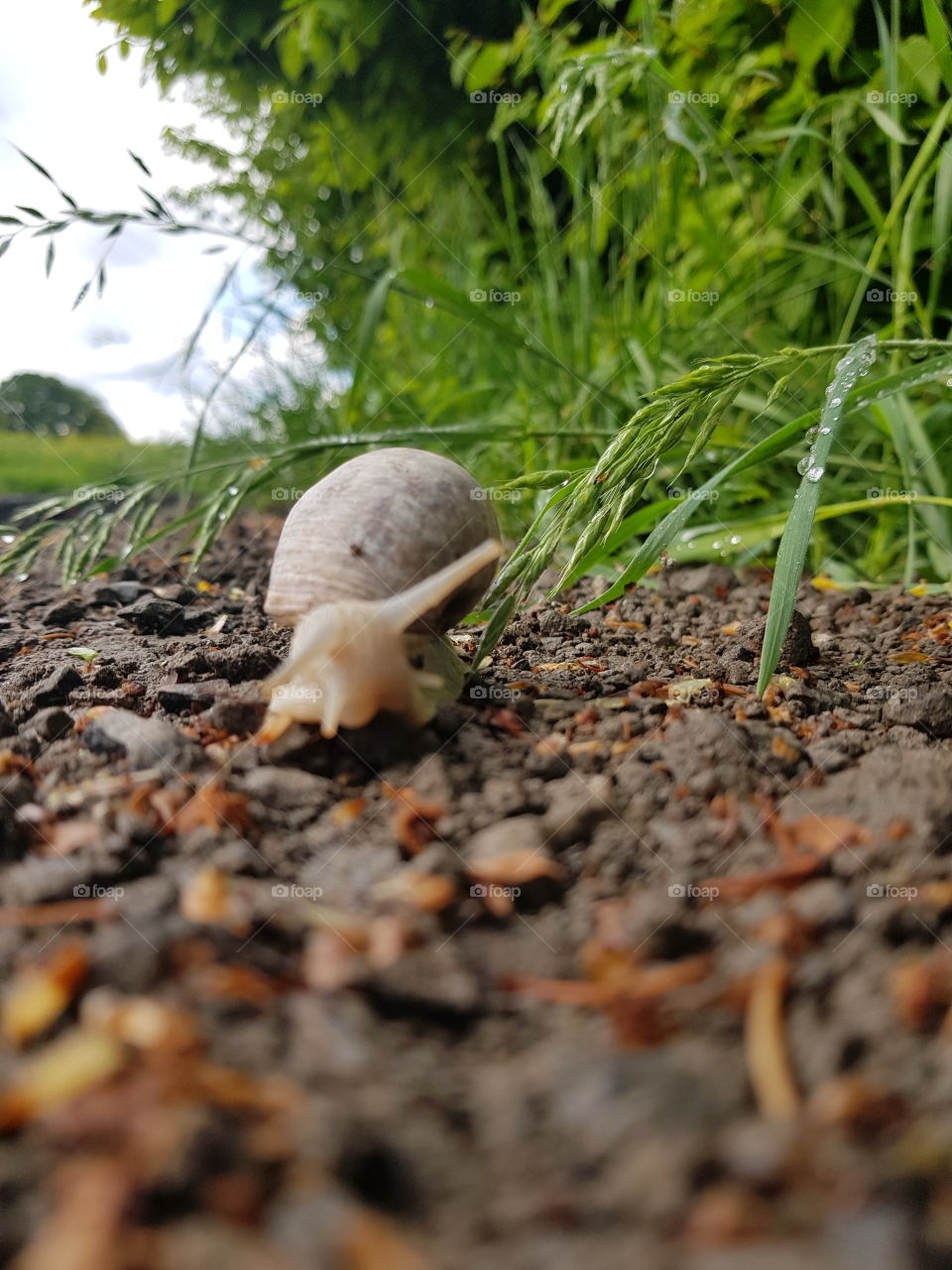 Snail on the road