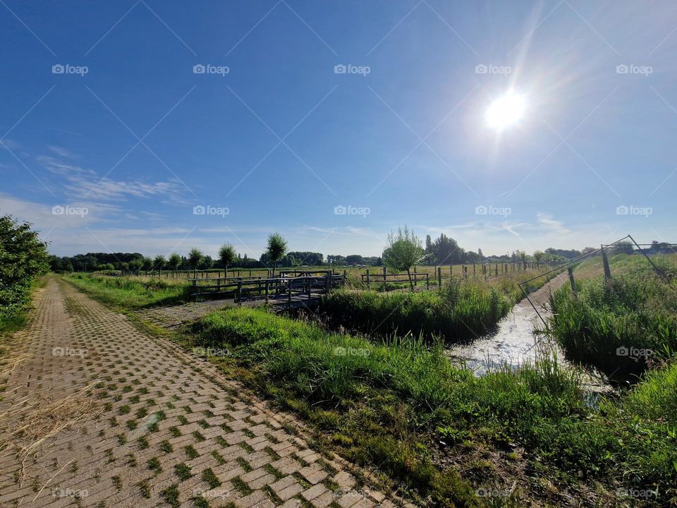 pastures in the Netherlands