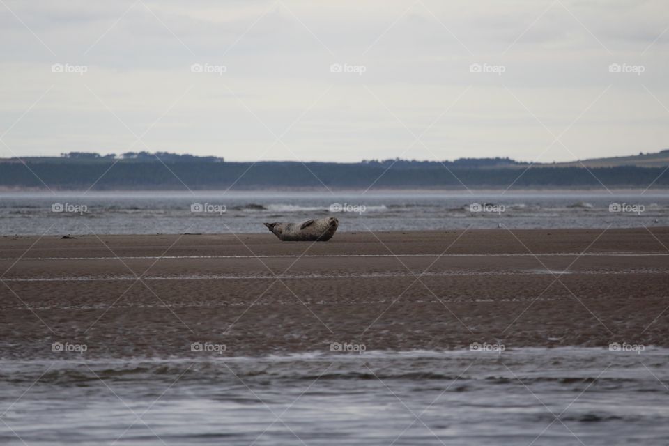 Water, Beach, Sea, No Person, Bird