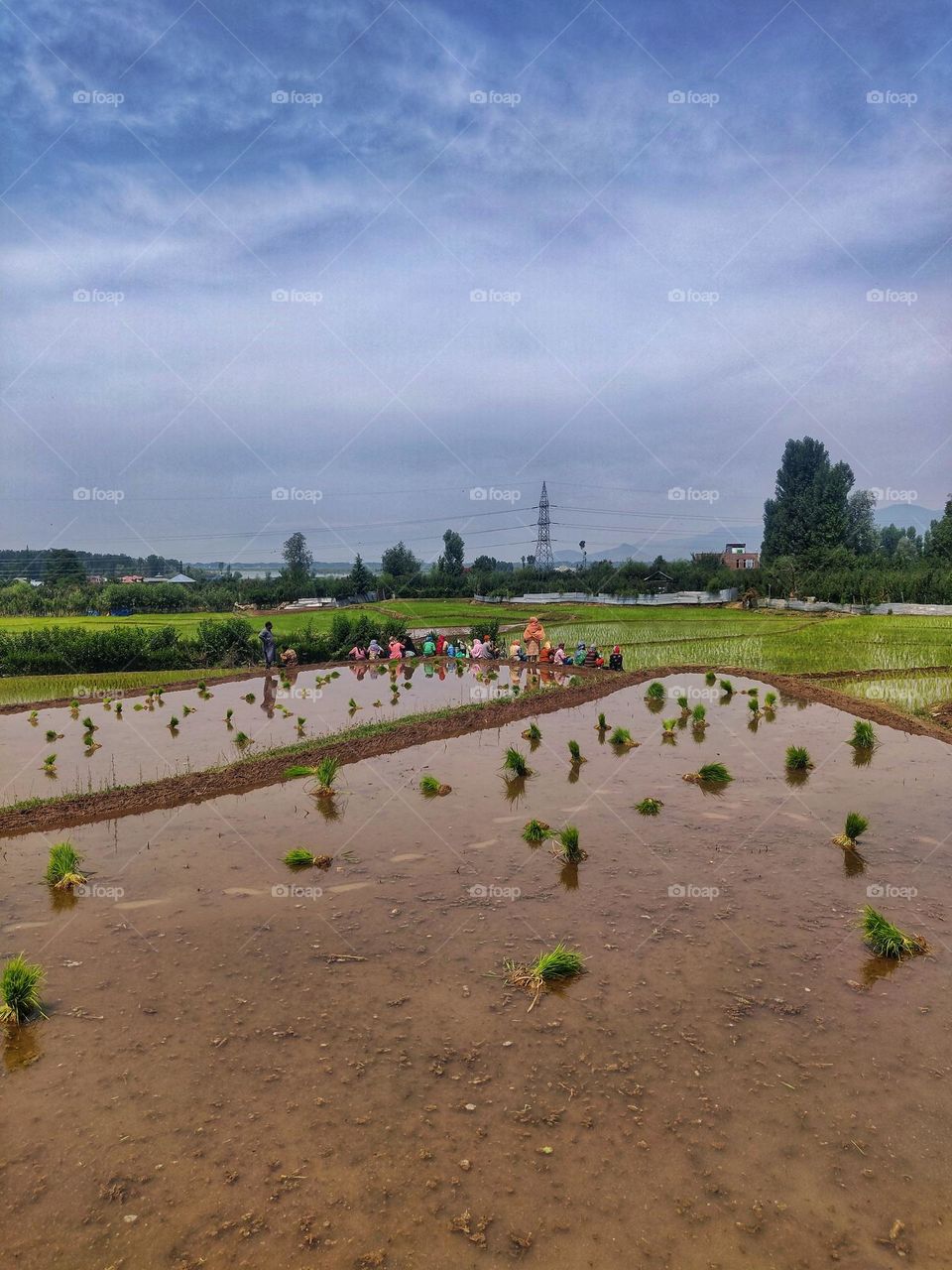 Beautiful View Of Paddy Field In Kashmir