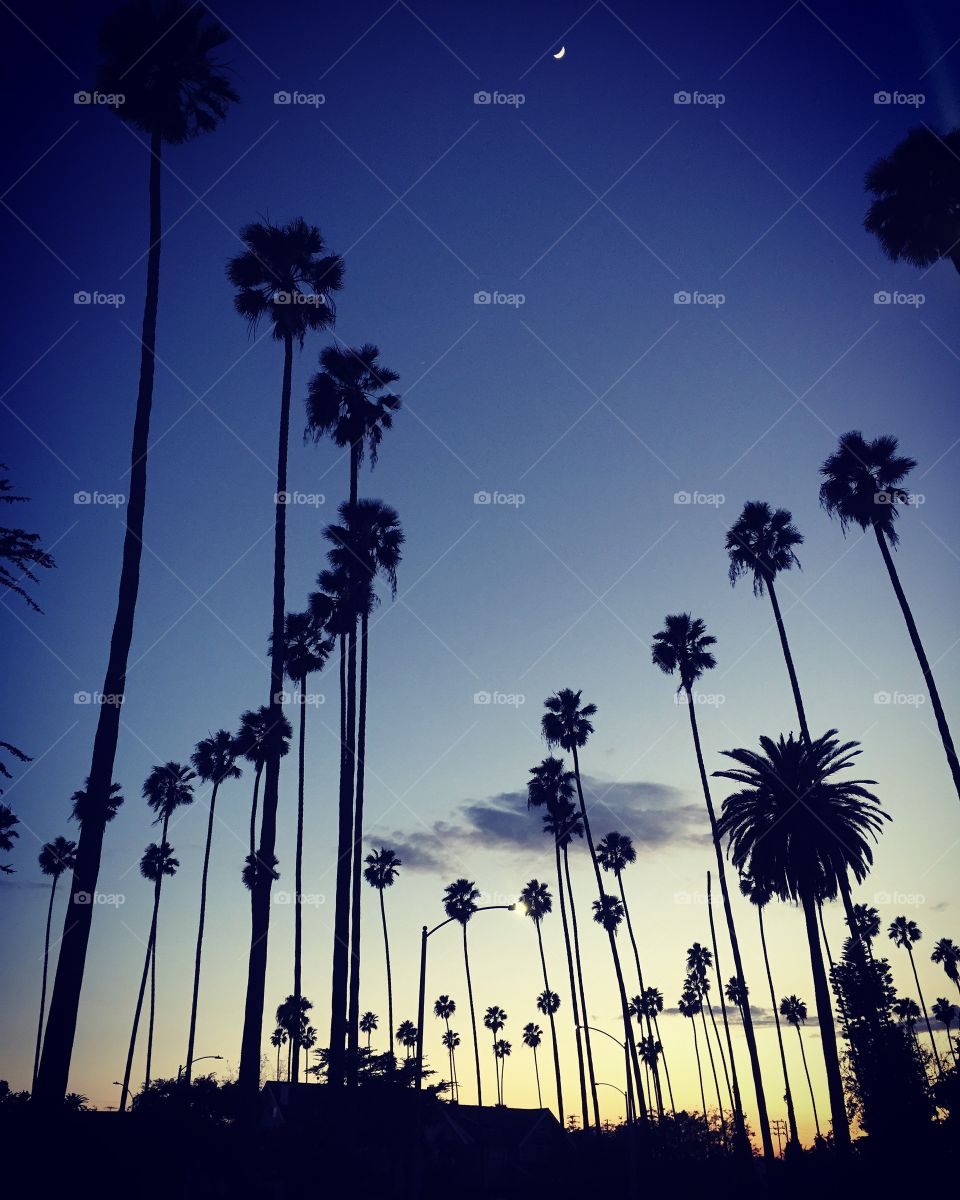 Palms at Dusk. Beverly Hills, California.