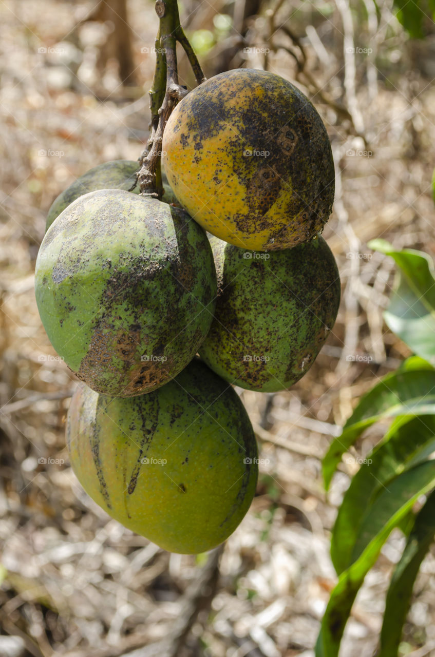 Closeup Of Yellow Ripe And Green Unripe Mangoes Hanging By Stems