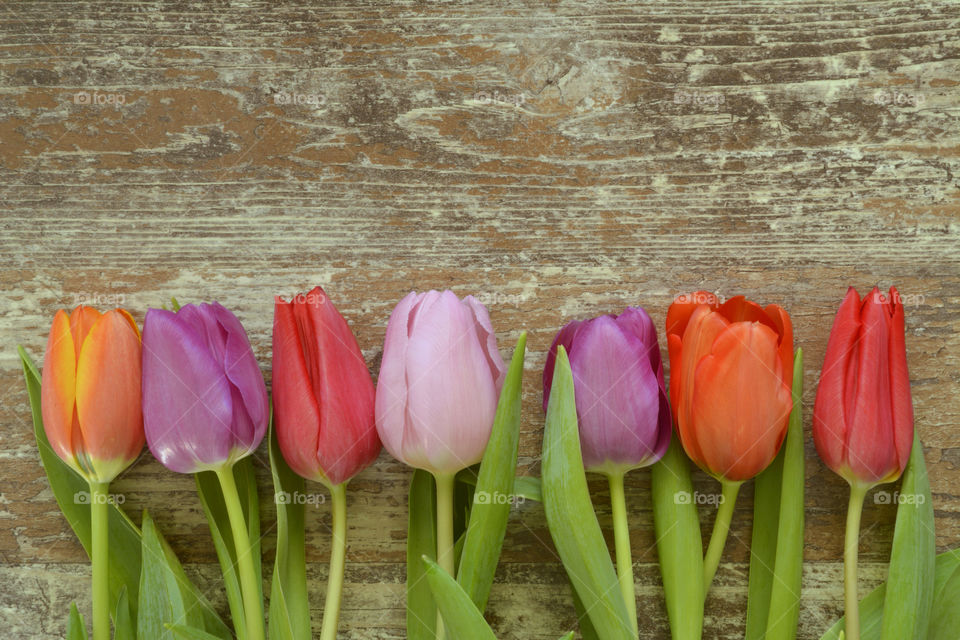 old wooden empty copy space background with colorful tulips in a row