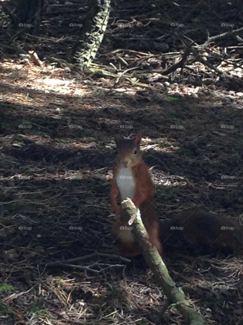 rare red squirrel at formby