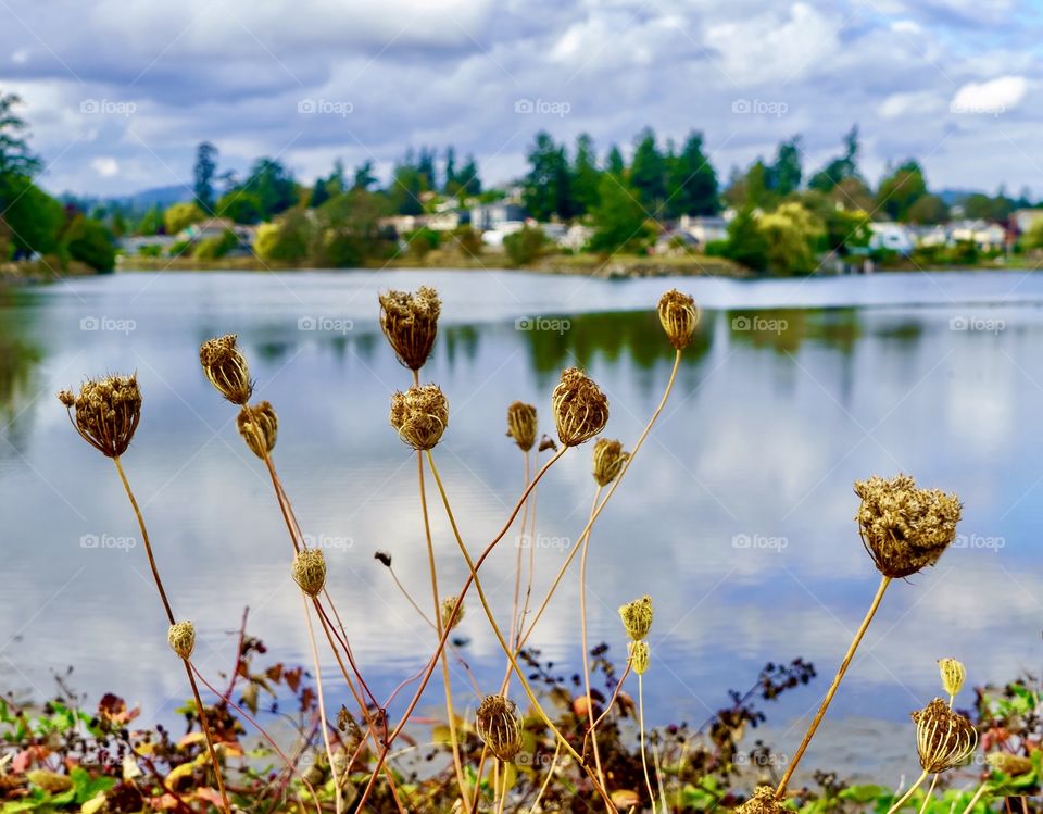 Yellowing hogweed plants and dried berries at seaside neighbourhood in autumn 