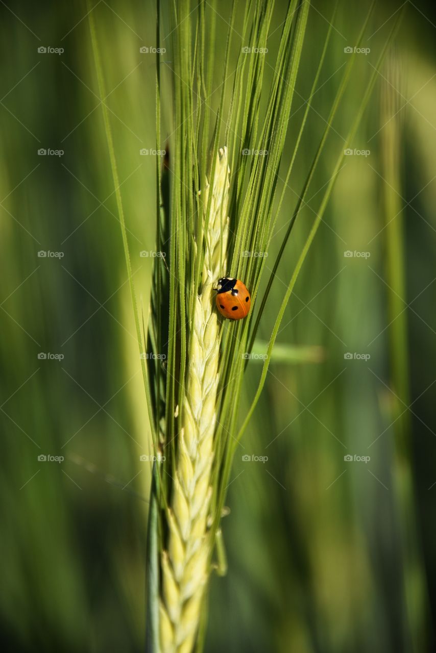 ladybug