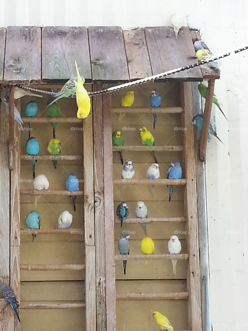 birdhouse for friends
