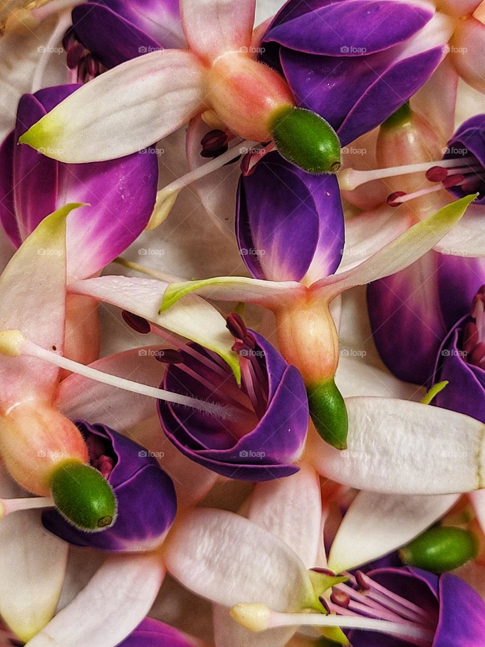 Ideble fuchsia flowers