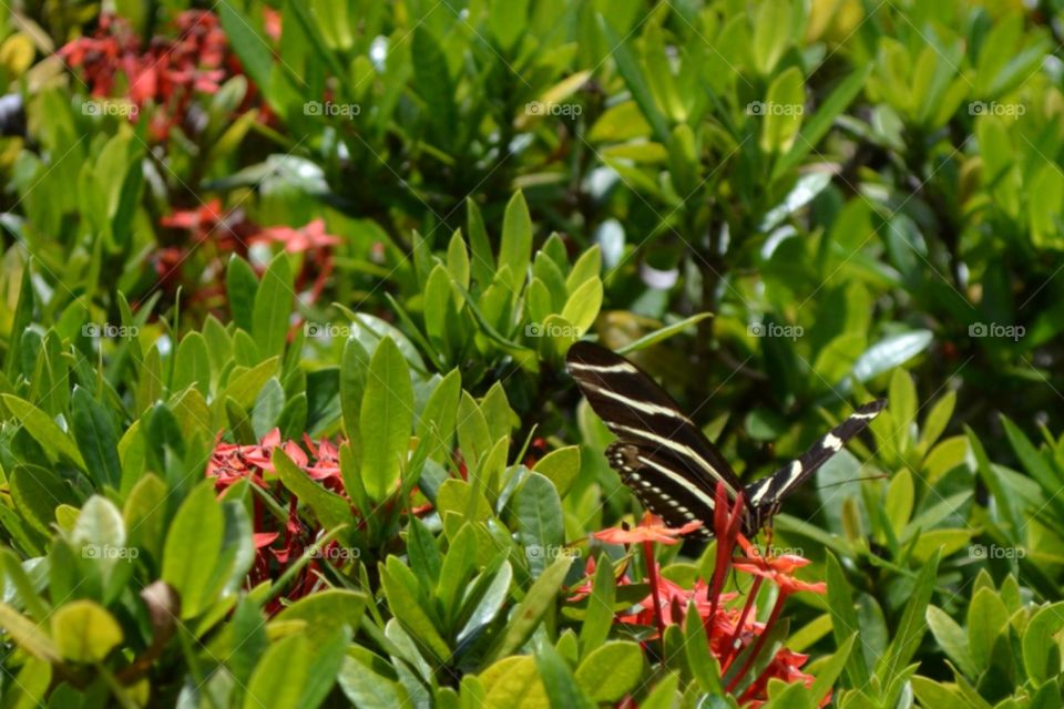 Zebra Longwing butterfly. Zebra Longwing  Florida's State Butterfly