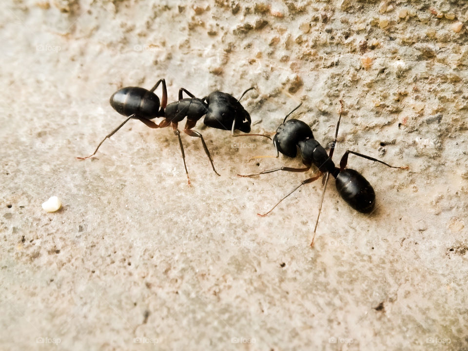 #ants #ant #insects #macro #insect #nature #bugs #antkeeping #macrophotography #pestcontrol #naturephotography #photography #rats #insectsofinstagram #bedbugs #antscanada #hormigas #pestcontrolservice #exterminator #animals #bug #art #mice #entomolog