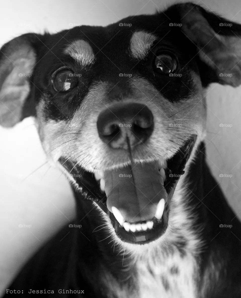 Animals I love - smile