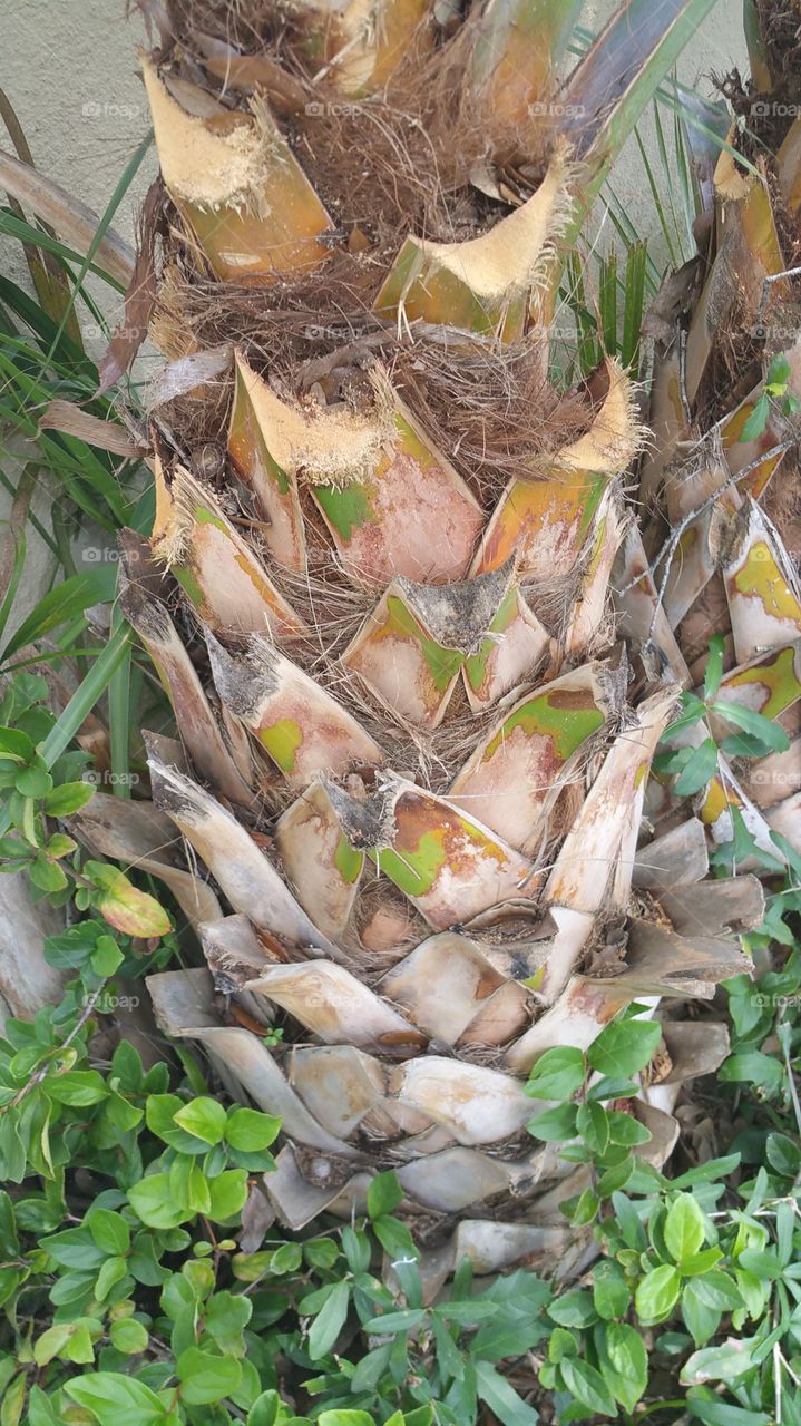 Royal Palm Tree Closeup