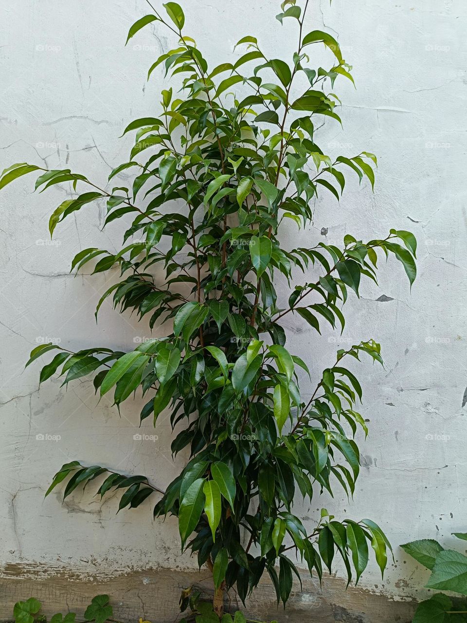 "Growing quietly, it reaches for the light, a symbol of resilience and graceful strength."