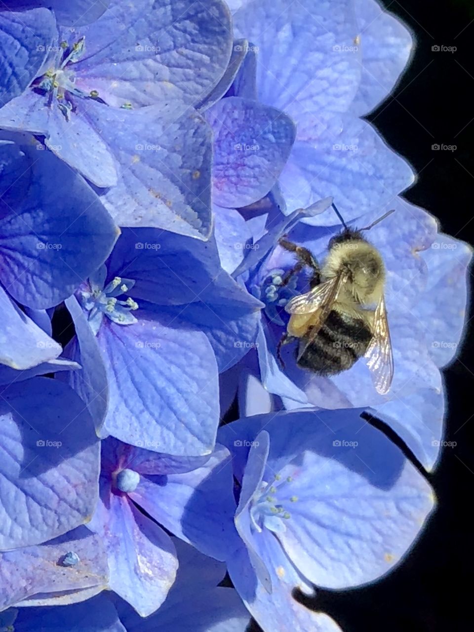 Searching deep within each tiny flowerlet, a busy honeybee believes mum’s the word- 