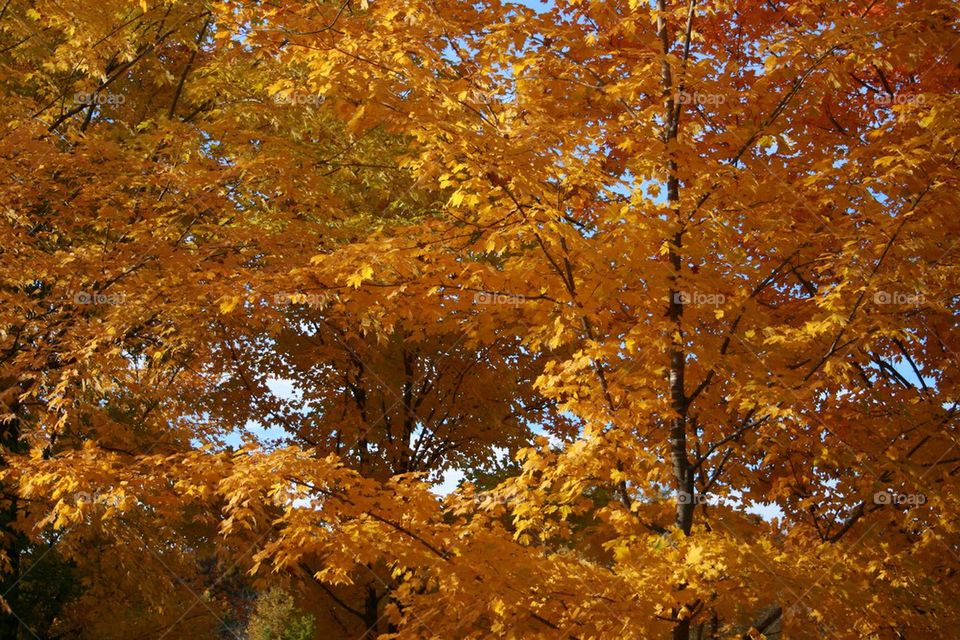 Golden Leaves