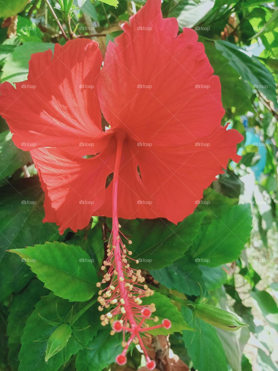 ravarma vanguvo  Hibiscus family  Red Angeles  Clear red flower