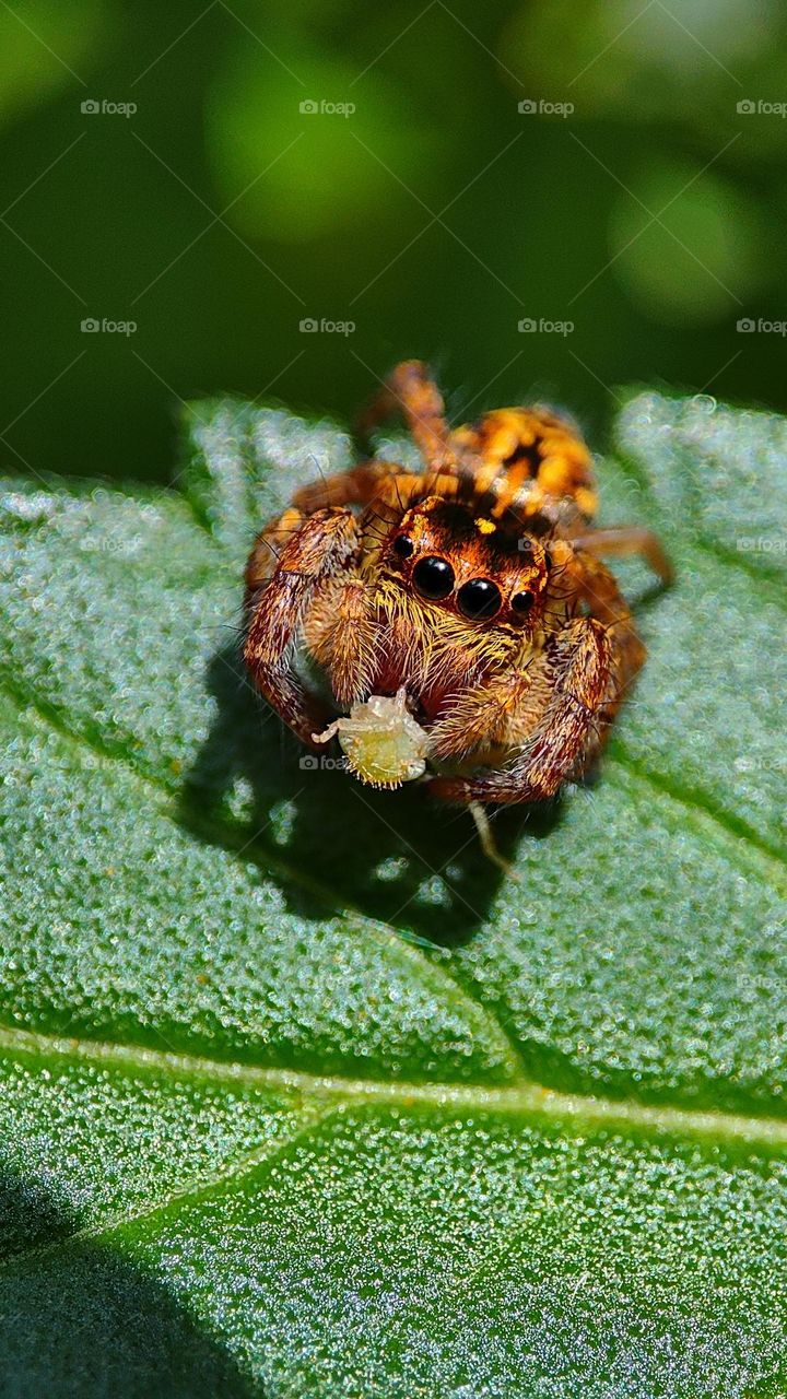 Cutest spider looking happy