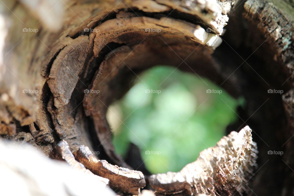 tree hole