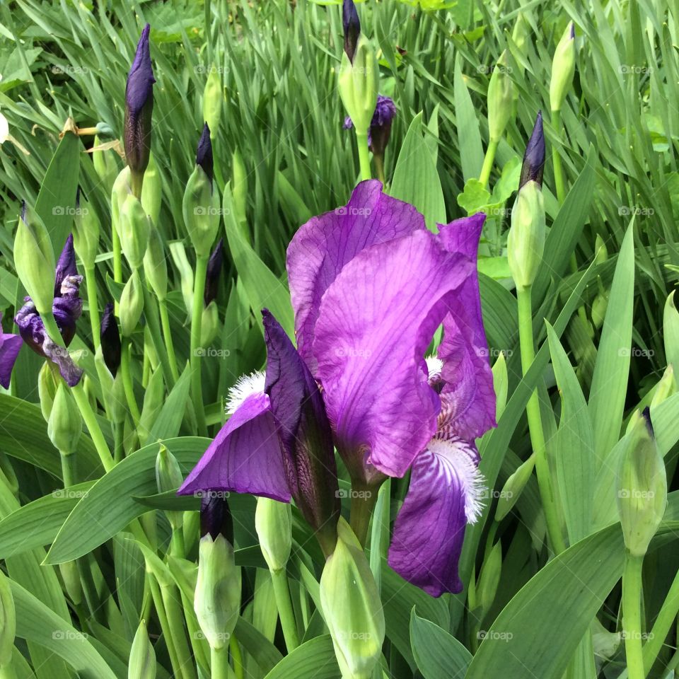 Iris. Iris in my garden
