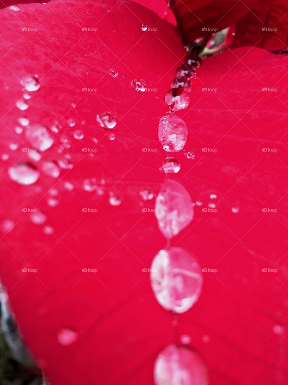 Poinsettia rain 