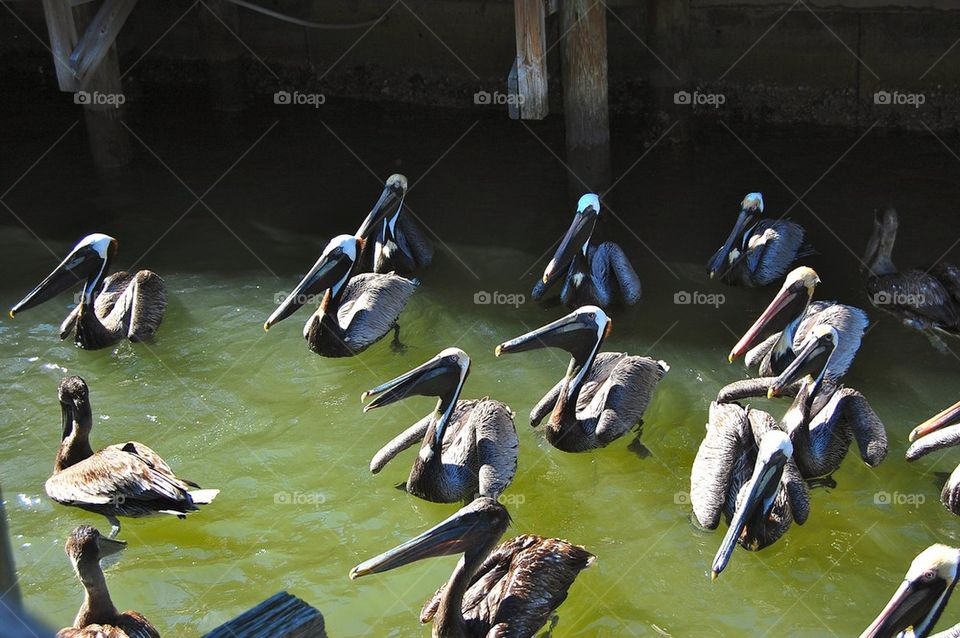 Pelicans begging 