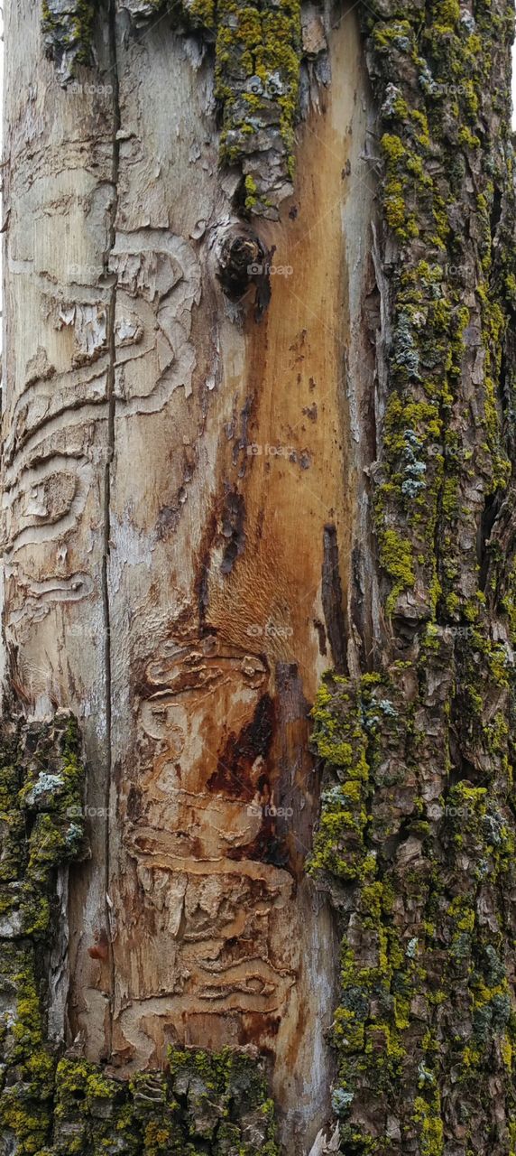 Tree Bark. Found this when pulling into a parking space at Sam's club.