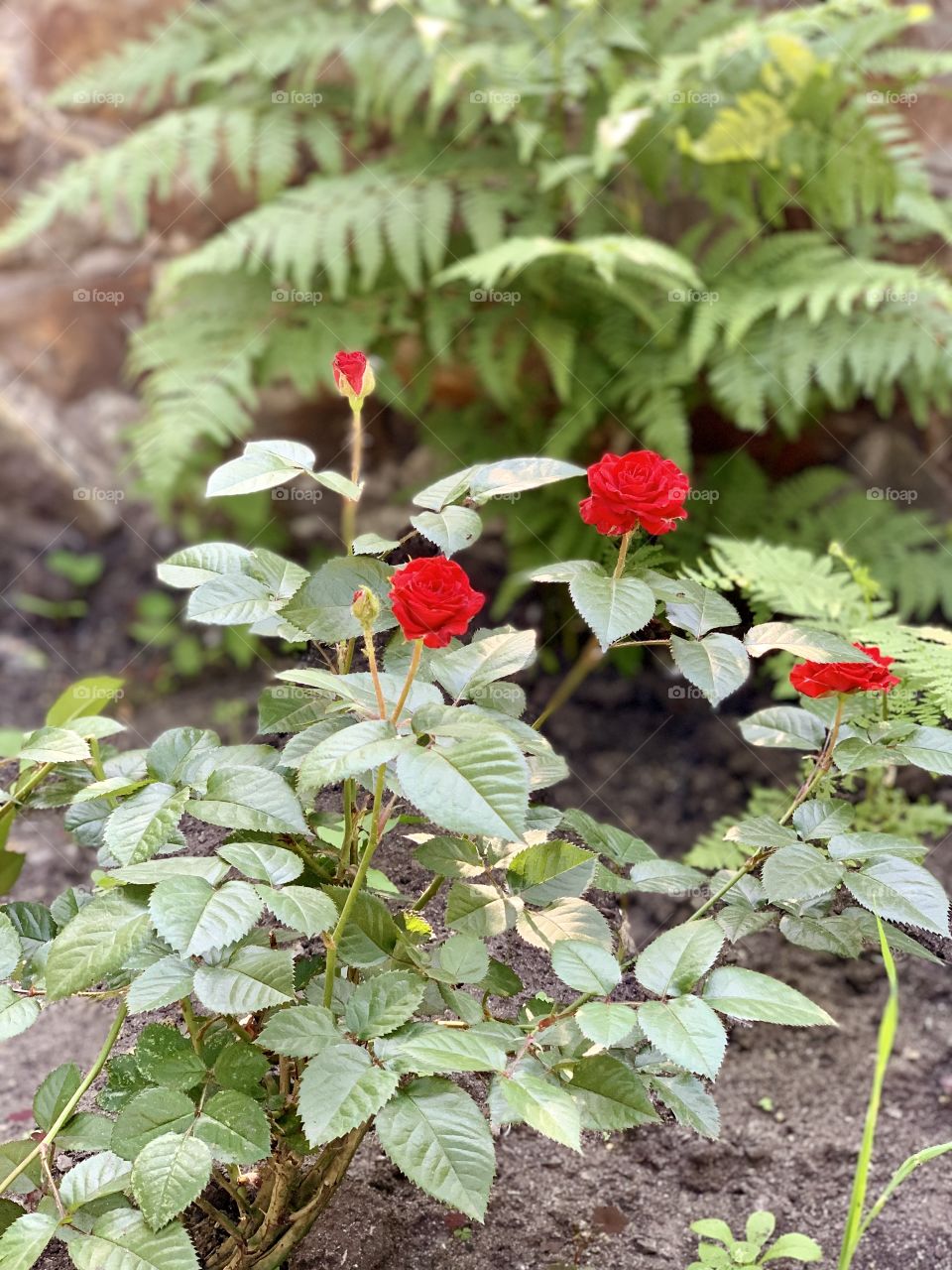 bright red roses in the summer garden on the background of green fern