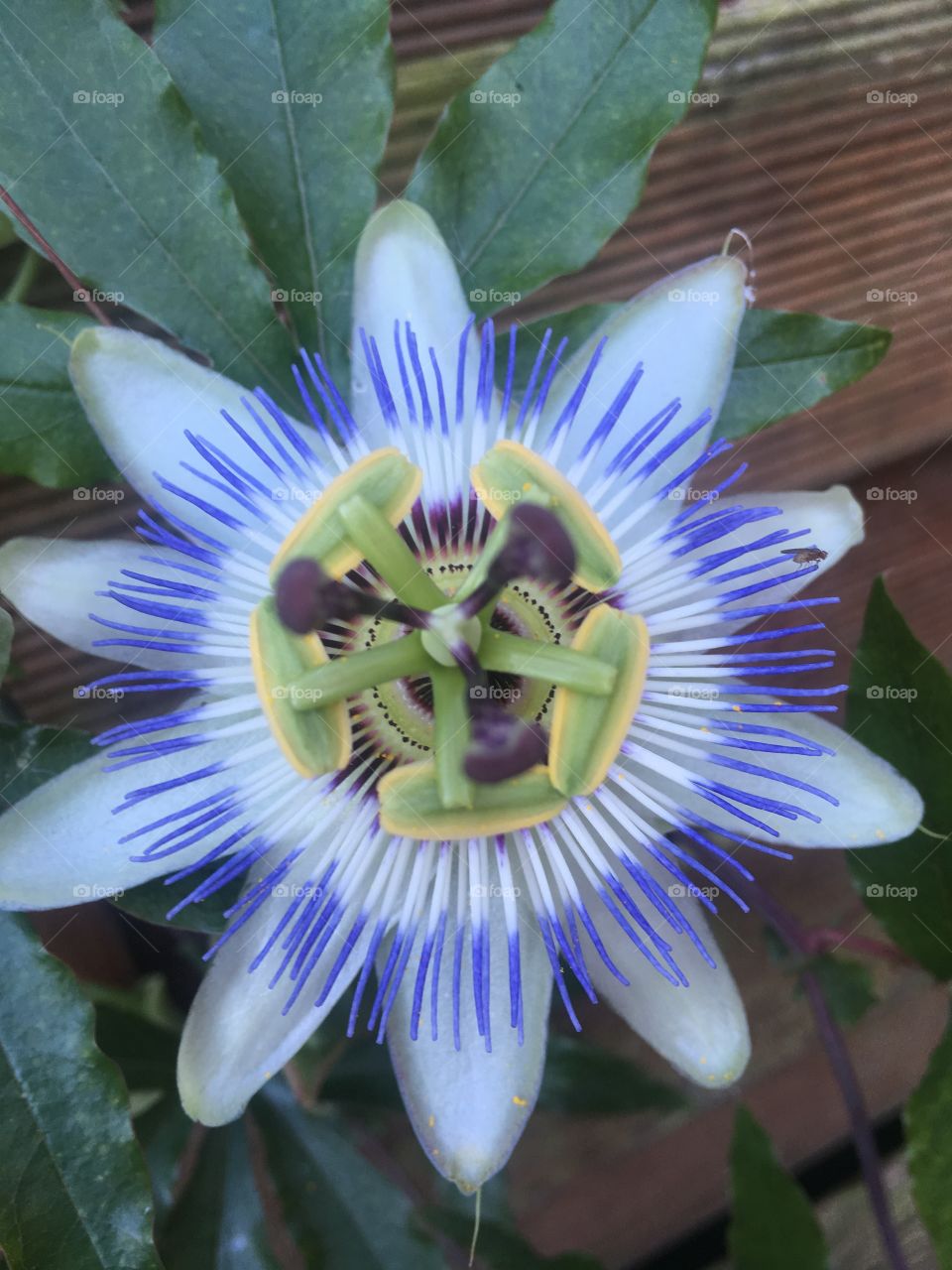 The passion flower