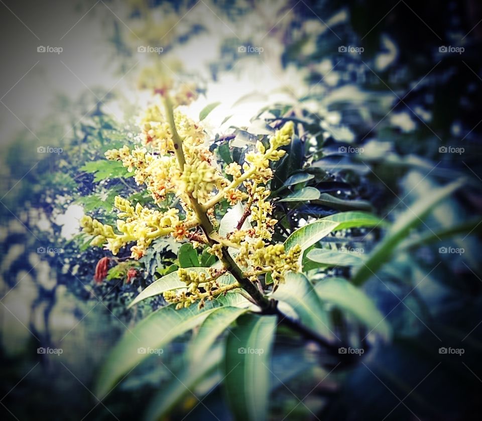 mango flower