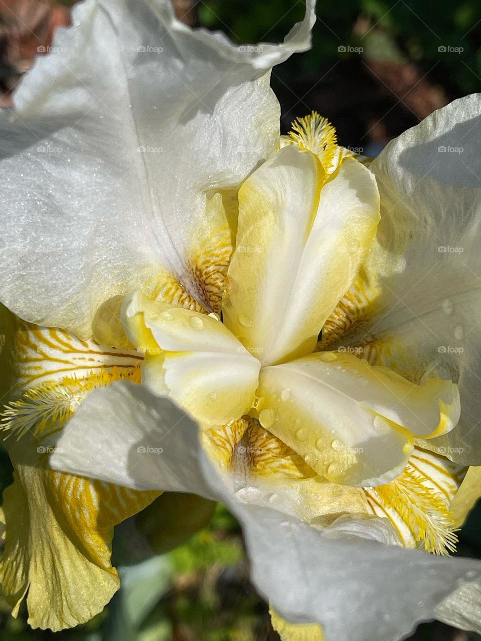 Yellow and white iris in my garden 
