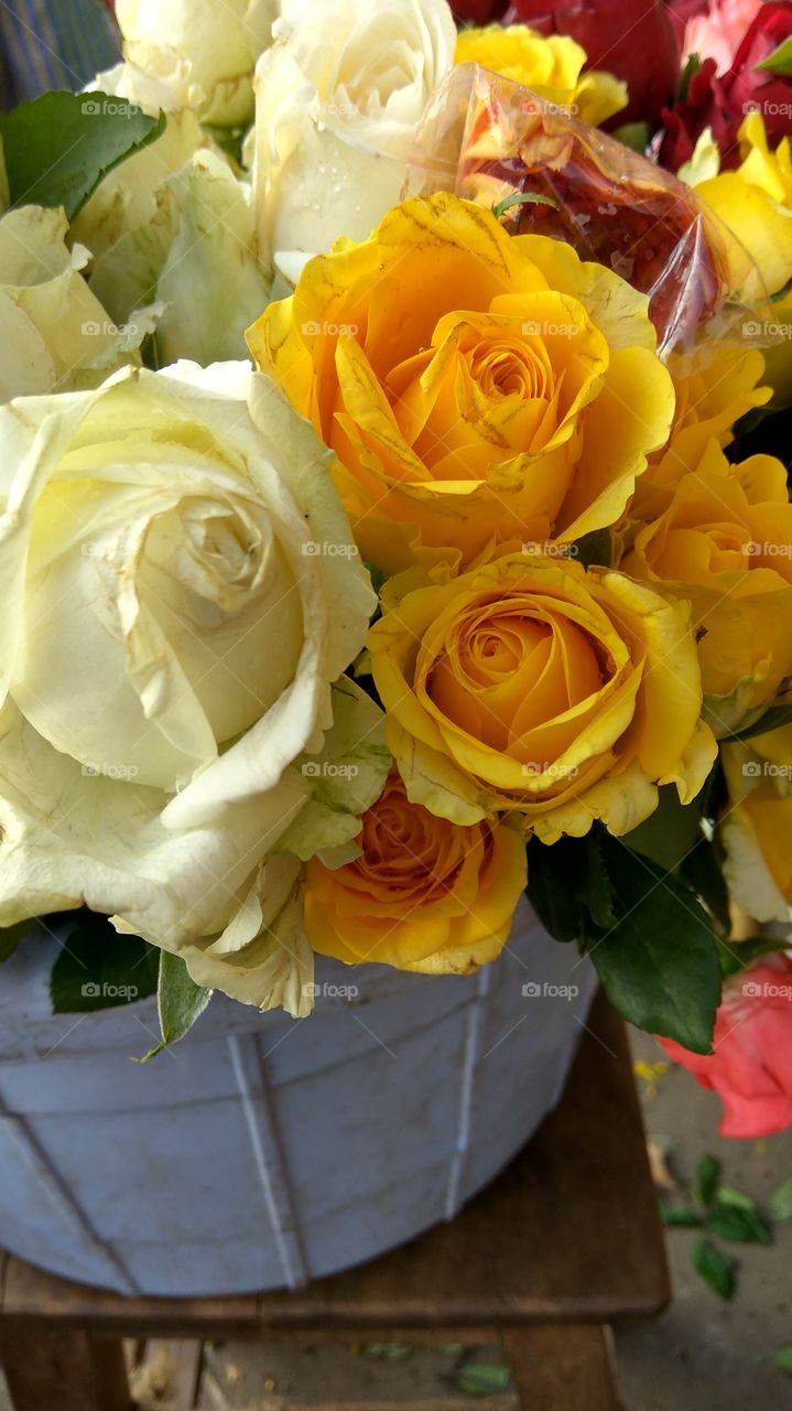 Close up of roses in bouquet
