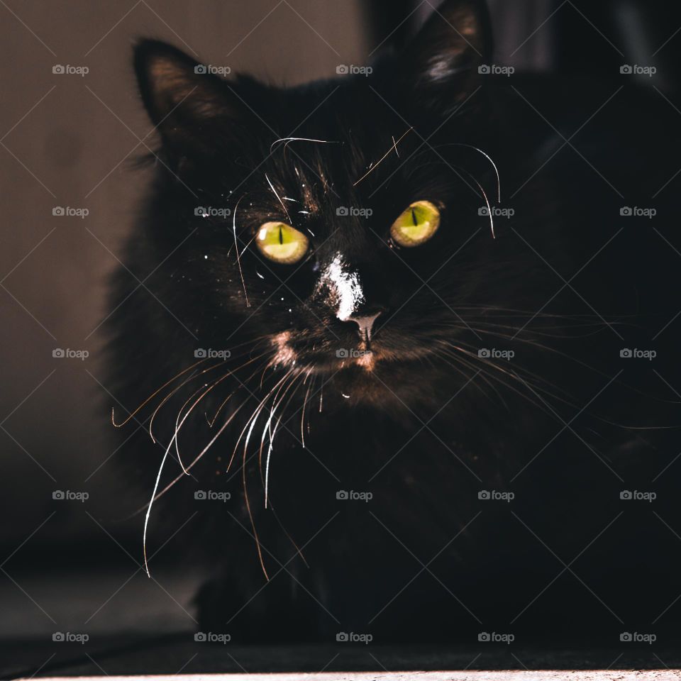 Octavia notices the camera staring at her.