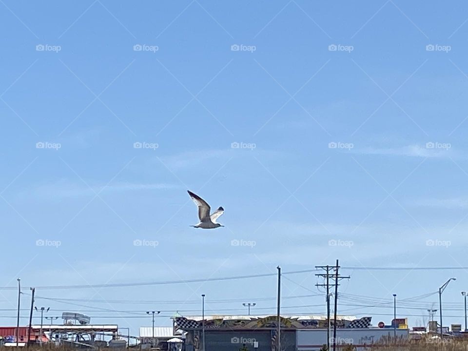 A seagull flies in the blue sky over the parking lot across from the Point Pleasant Beach boardwalk toward Silver Lake beyond.