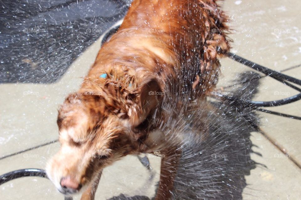 Dog Bath