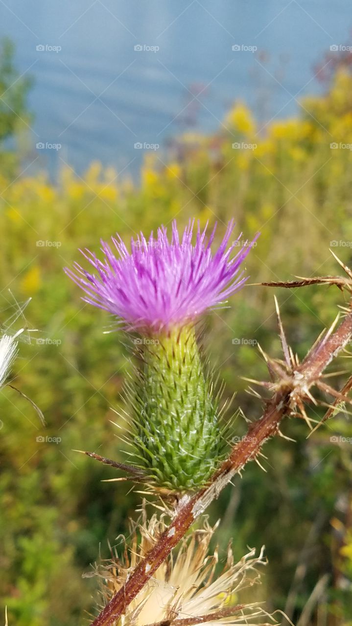 flower