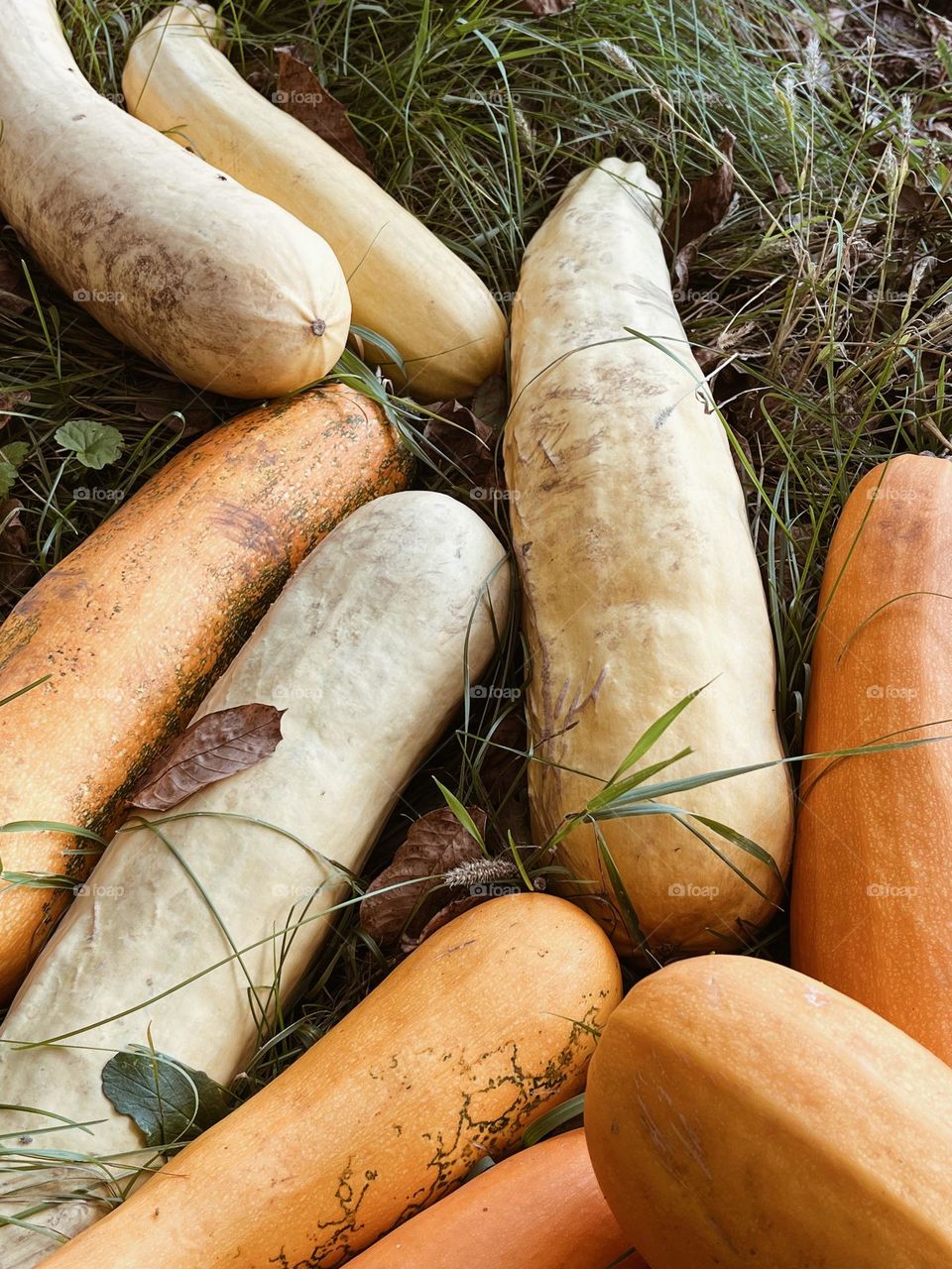 Ukrainian vegetables 
