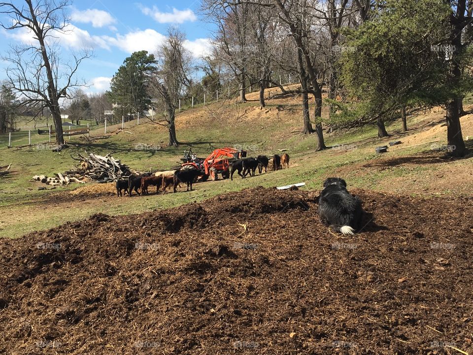 Cattle Dog on Maryland Farm