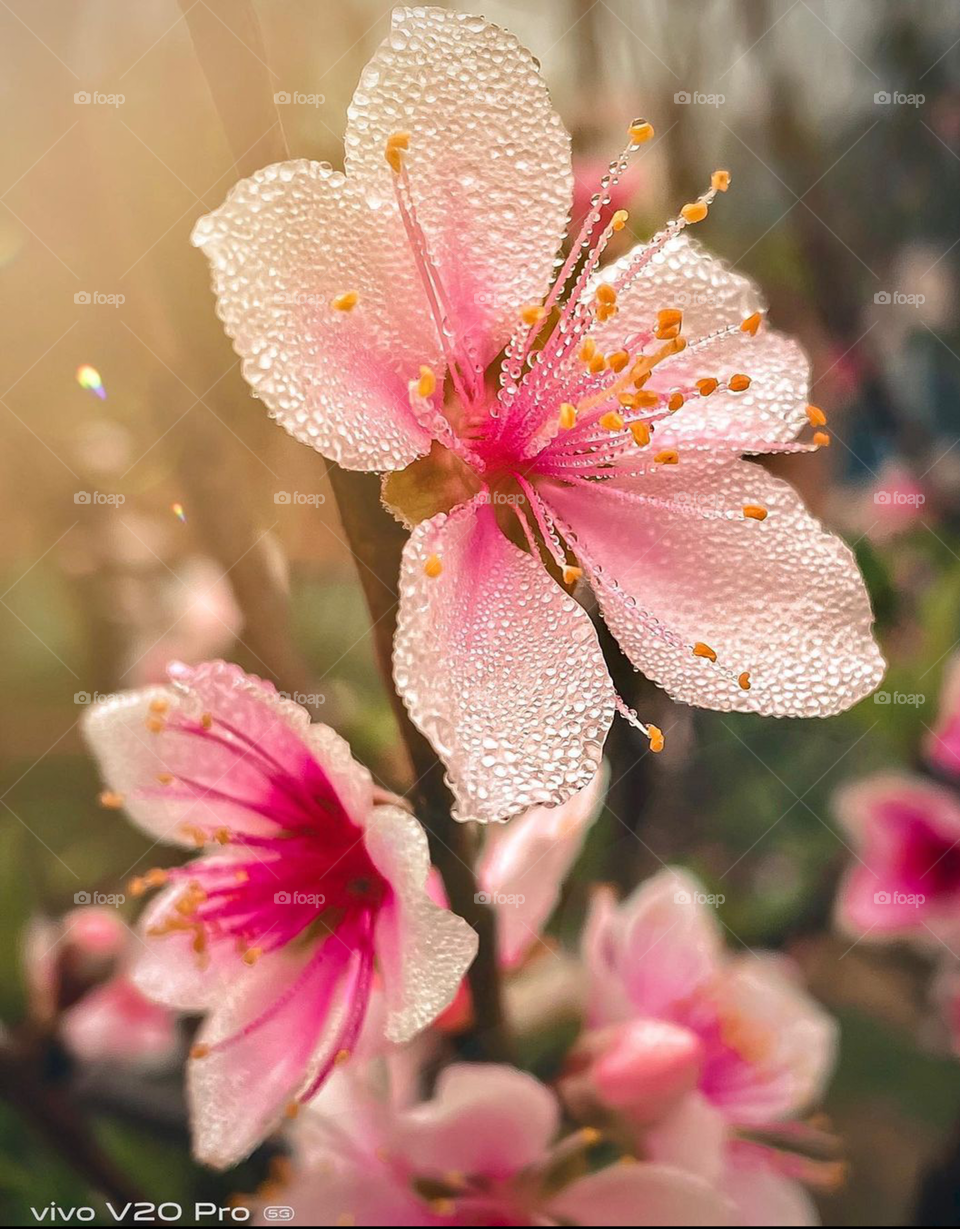 spring, a boon from creator.