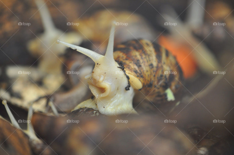 Snail