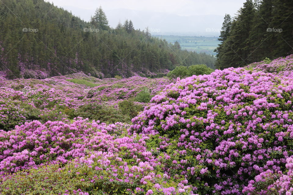 beautiful valley with flowers