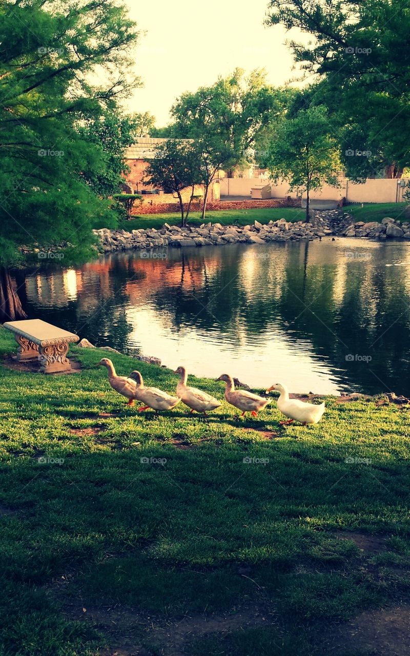 Duck family. ducks in a row