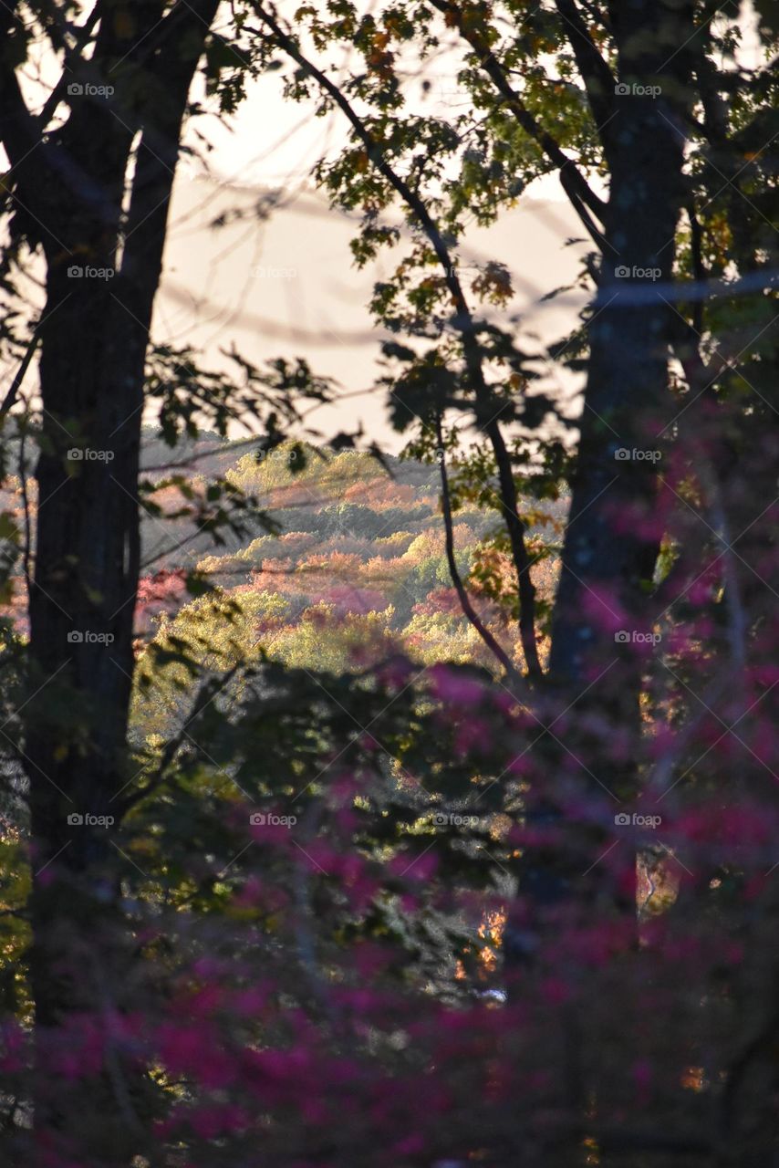 Sundown in the forest