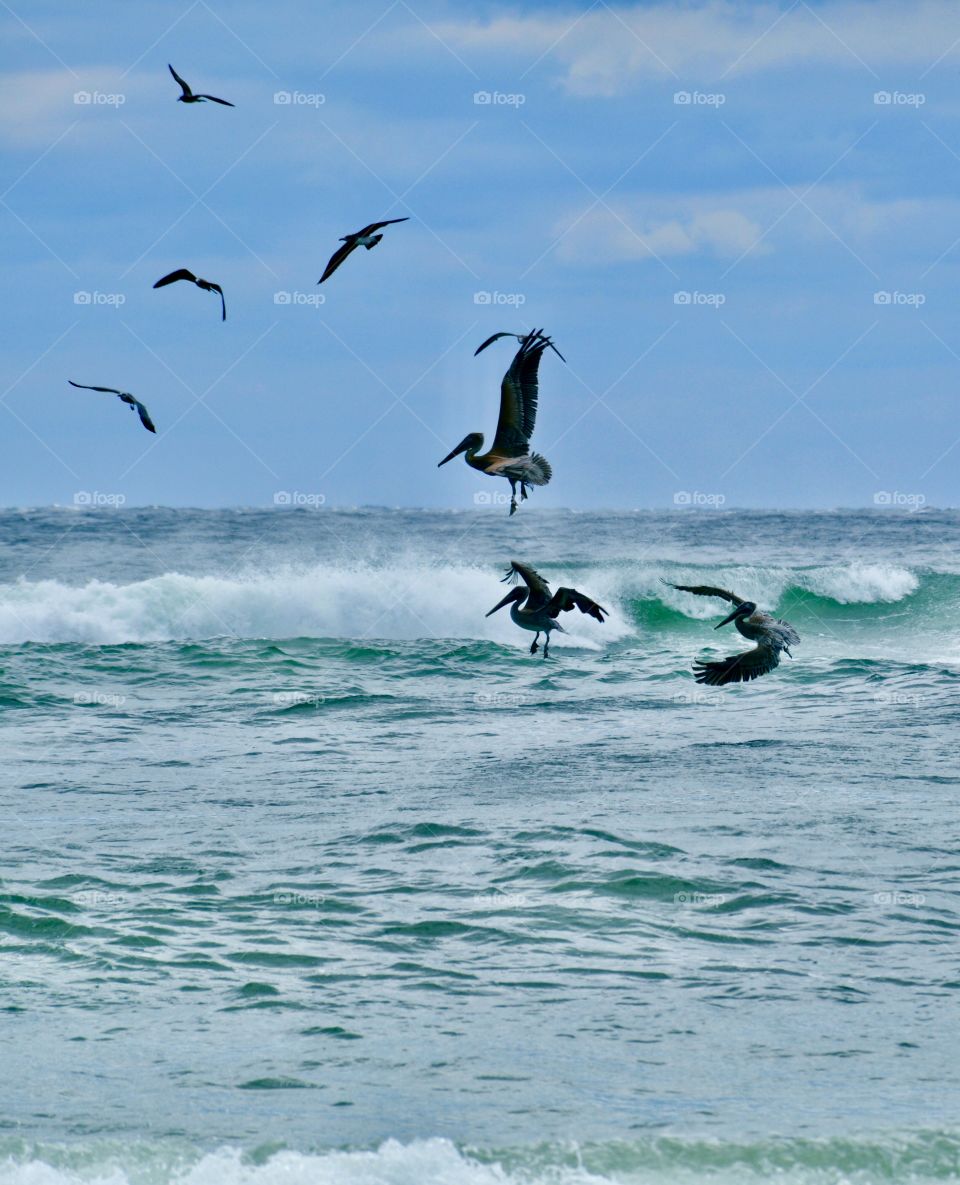 
Living in harmony  - Flying the same local airspace, pelicans and seagulls work and play without attacking each other. Within the food chain, different species hunt, kill and eat only what they need for their own or their survival